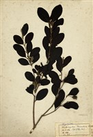 藏品(桃金孃)的圖片